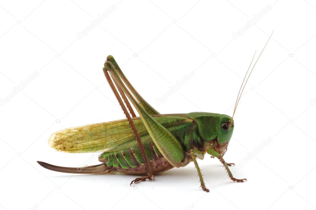 Female grasshopper