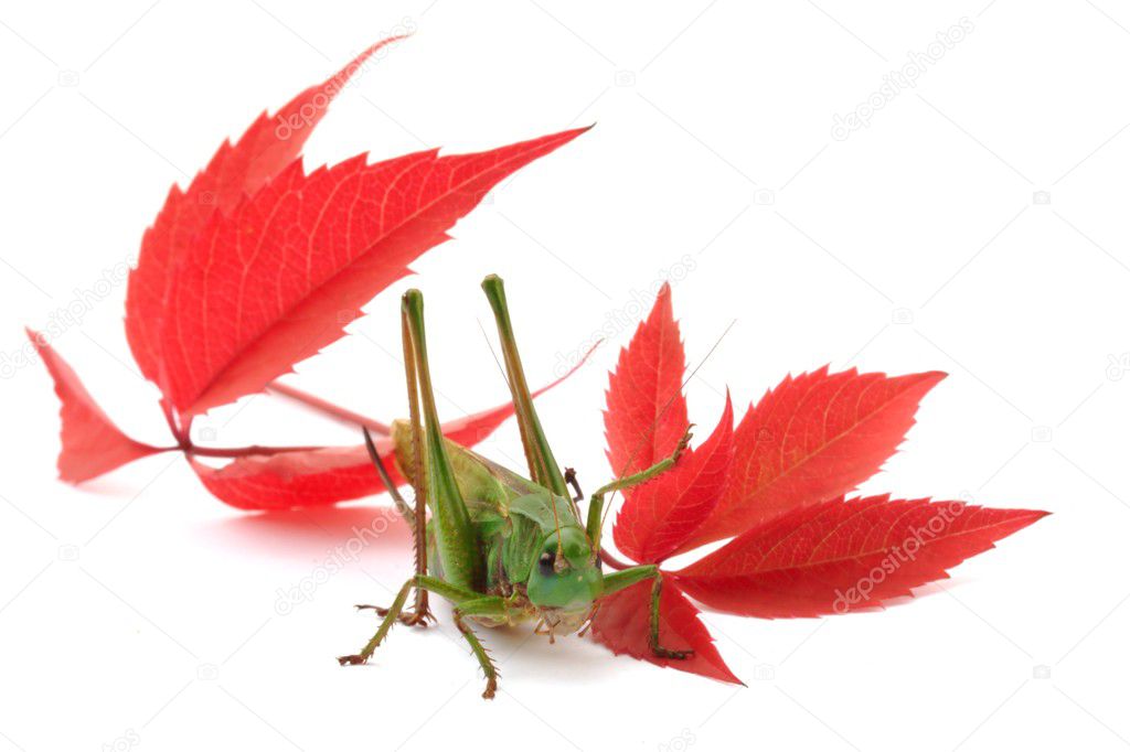 Autumn scene with grasshopper