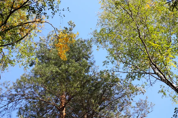Trees view upwards — Stock Photo, Image