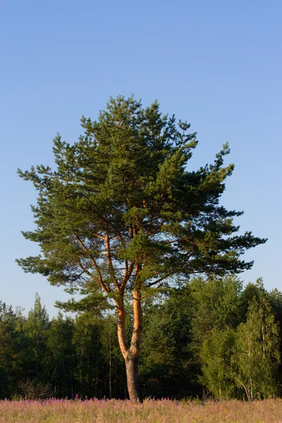 Pine in a forest and sky — Stock Photo, Image