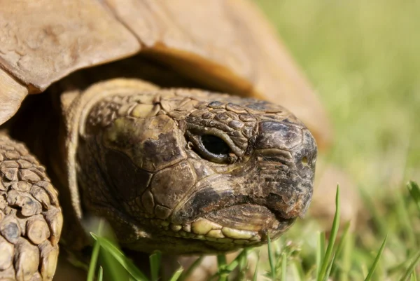 stock image Tortoise head