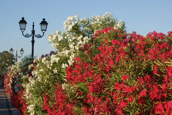 Blommande buske — Stockfoto