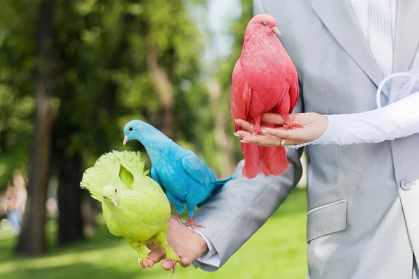 Las palomas de boda en las manos —  Fotos de Stock