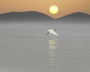 balıkçıllar Celile Denizi üzerinde uçuş
