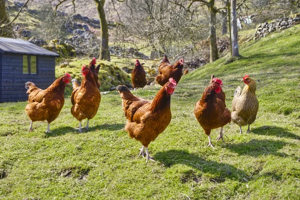 stock image Chicken