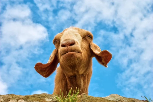 Vtipný portrét kozy — Stock fotografie