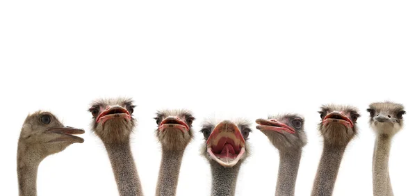 Ostrich heads — Stock Photo, Image