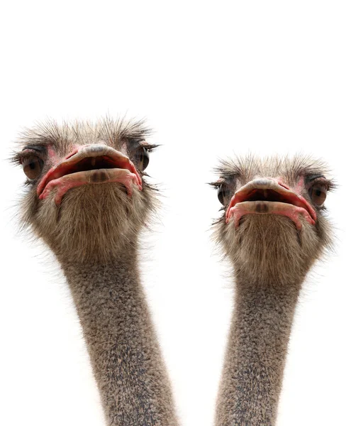 Duas avestruzes isoladas — Fotografia de Stock