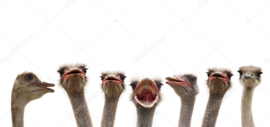 Ostrich heads