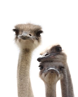 Ostriches isolated clipart