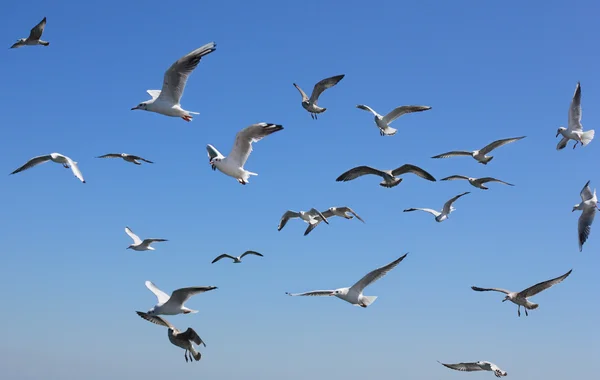 Sailing flight — Stock Photo, Image