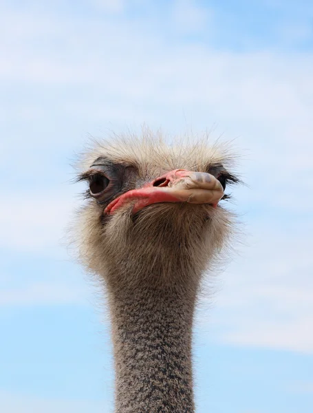 Cabeça de avestruz — Fotografia de Stock