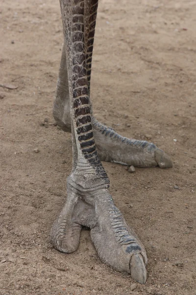 Ostrich foot — Stock Photo © nadi555 #6606243