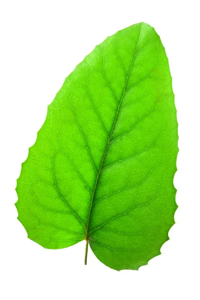 Groen blad geïsoleerd — Stockfoto
