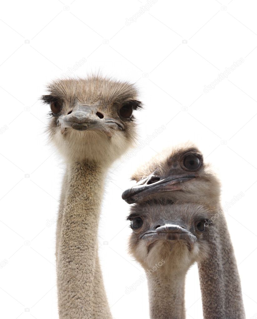 Ostriches isolated