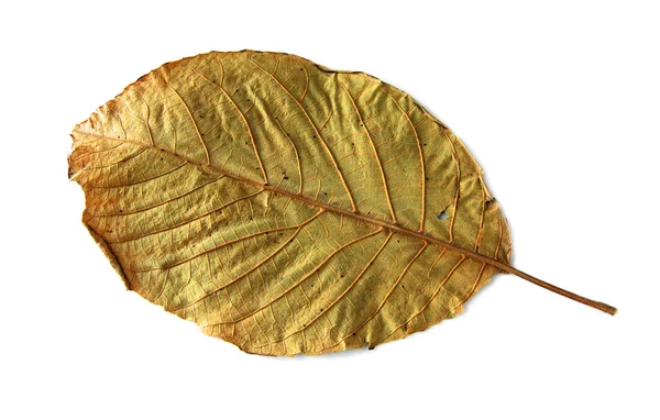 Сухой ореховый лист — стоковое фото