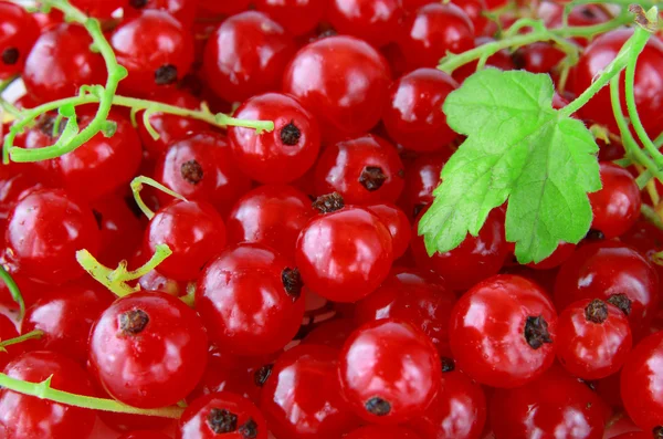 stock image Red currants