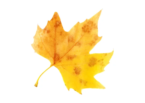 葉の分離 — ストック写真