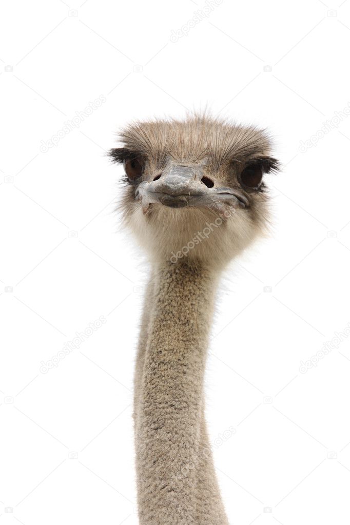 Funny ostrich heads