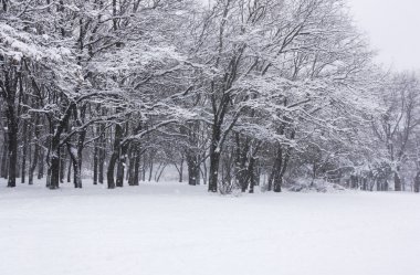 Kış karla kaplı ağaçlar