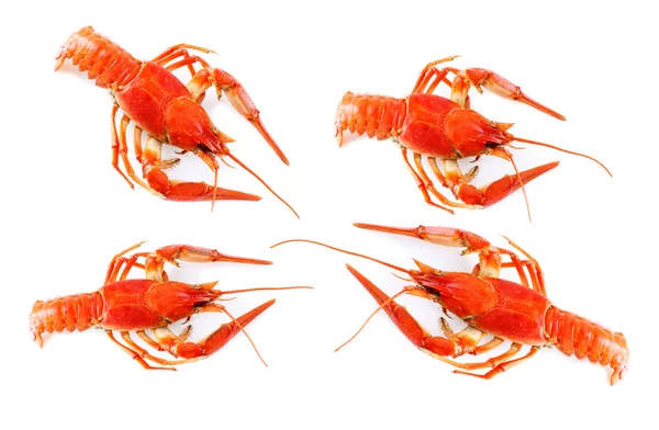 Crayfish on white — Stock Photo, Image