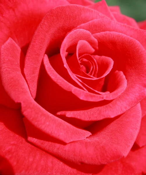 सुंदर लाल गुलाब — स्टॉक फोटो, इमेज
