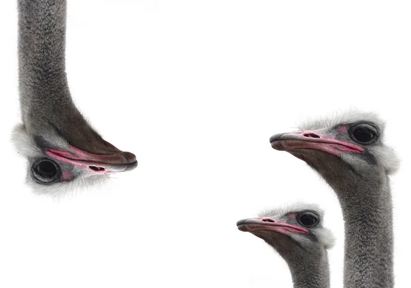 Avestruzes isoladas — Fotografia de Stock