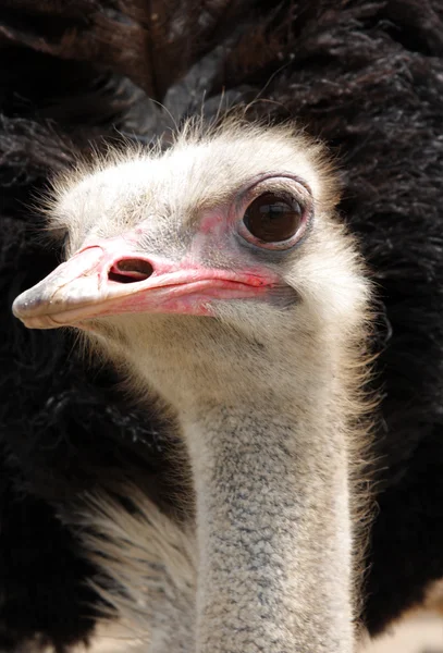 Varón avestruz — Foto de Stock