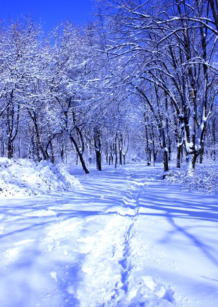 Зимние заснеженные деревья — стоковое фото