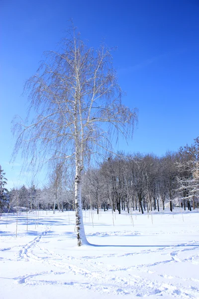 Téli hó borította fák — Stock Fotó