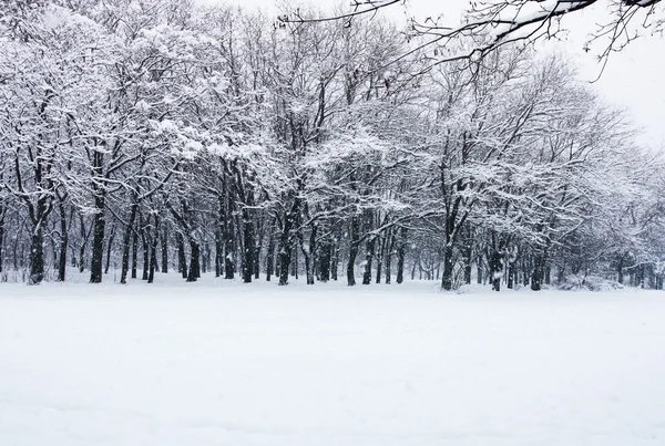 Winterbesneeuwde bomen — Stockfoto