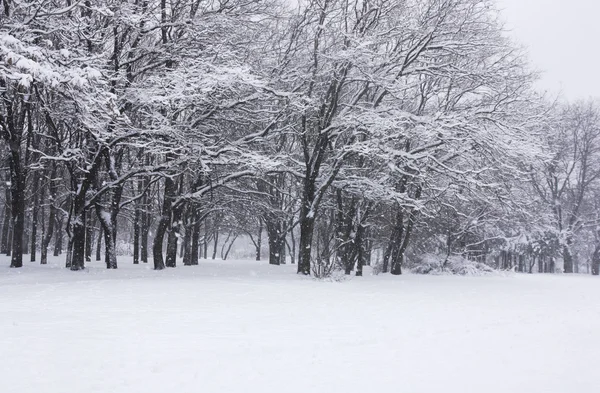 Зимовий сніг покритий деревами — стокове фото