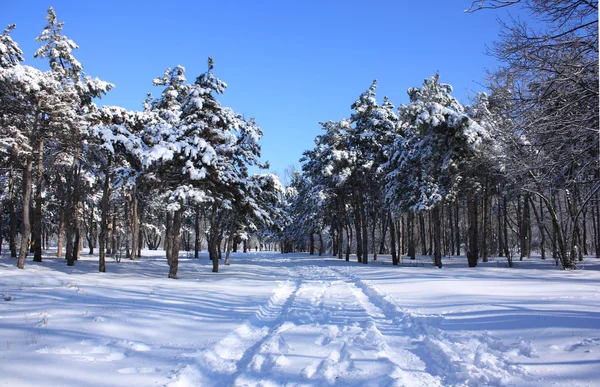 Kış karla kaplı ağaçlar — Stok fotoğraf