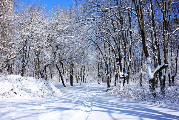 Kış karla kaplı ağaçlar — Stok fotoğraf