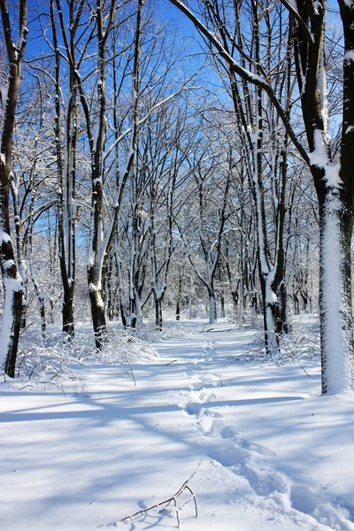 Téli hó borította fák — Stock Fotó