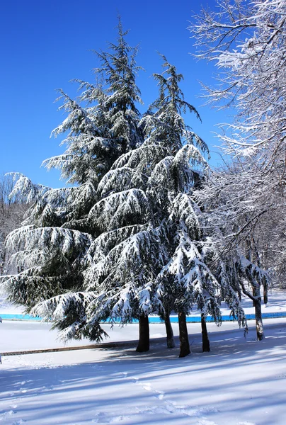 Hiver arbres couverts de neige — Photo