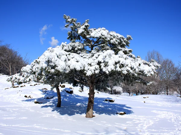 Drzewa pokryte śniegiem zimowym — Zdjęcie stockowe