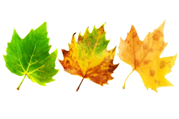Herfst bladeren geïsoleerde — Stockfoto
