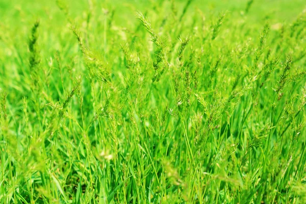 Primavera hierba verde —  Fotos de Stock