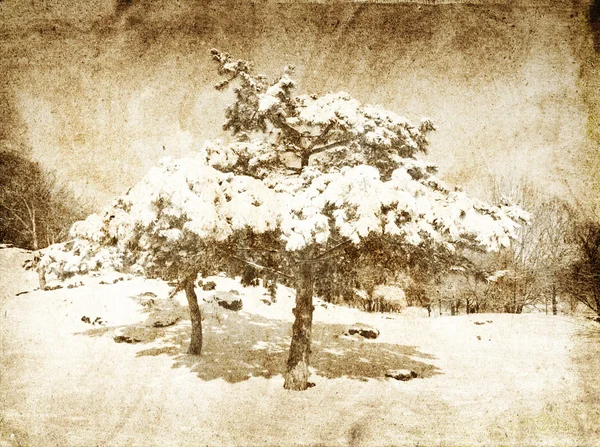 Пихты, покрытые снегом — стоковое фото