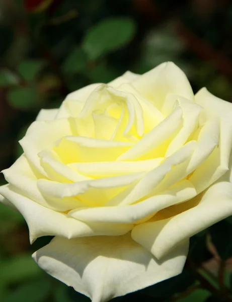Fehér Rózsa — Stock Fotó