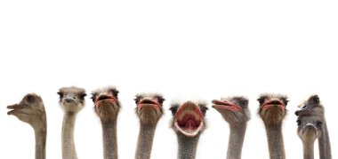 Ostriches isolated clipart