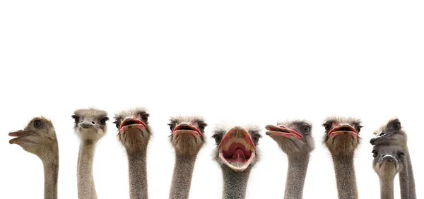 Ostriches isolated — Stock Photo, Image