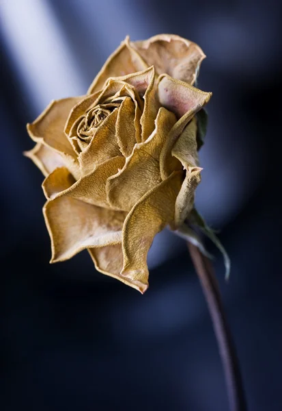 Rose morte et poussiéreuse Photo De Stock