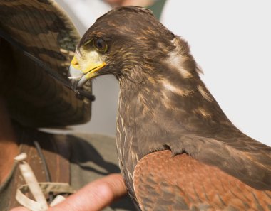 Falconer ve Şahin