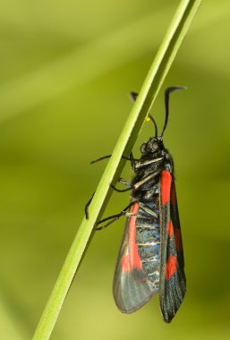 Zygaena viciae