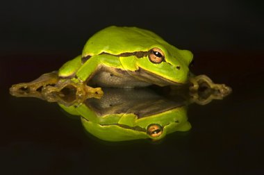 Hyla cinerea clipart