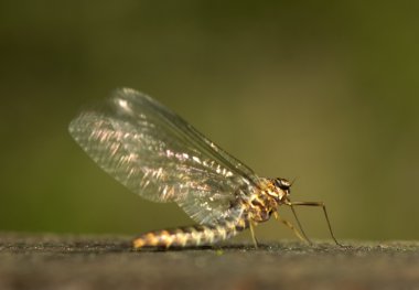 Ephemeroptera