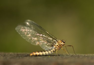 Ephemeroptera clipart