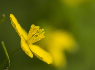 Chelidonium majus